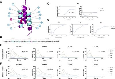 An anti-sortilin affibody-peptide fusion inhibits sortilin-mediated progranulin degradation